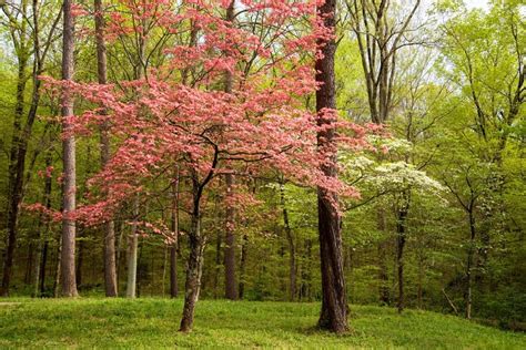 12 Common Flowering Trees For Kentucky Gardens Progardentips