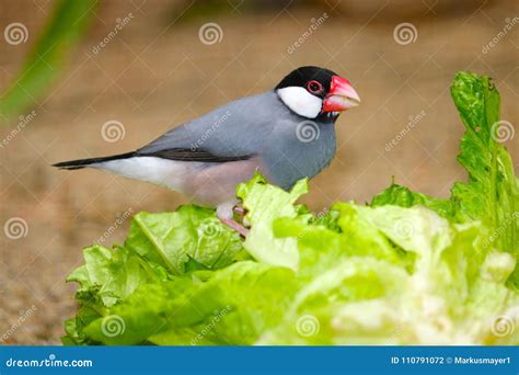 Java Sparrow Sitting On A Green Lettuce And Eating It Stock Photo