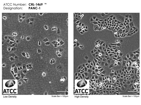 Panc 1 Crl 1469 Atcc