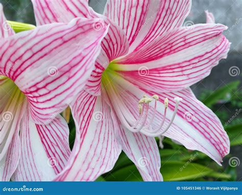 Star lily flower stock photo. Image of life, delicate - 105451346