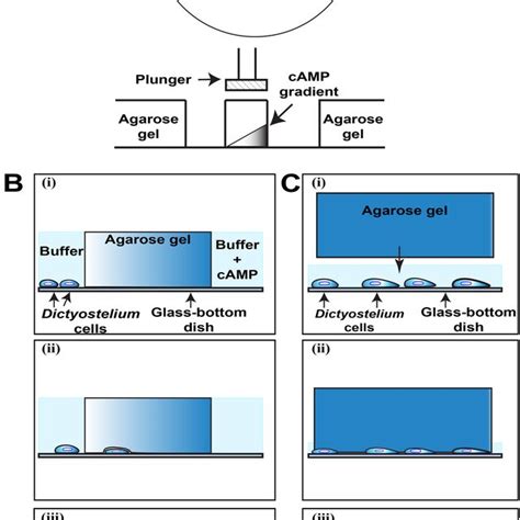 Two Methods To Place Cells Under Agarose A B Cells Attracted