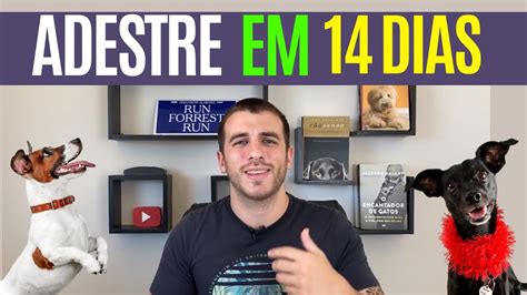 C O Bem Resolvido Adestramento Curso C O Bem Resolvido Curso C O