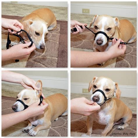 dog muzzle  home  renee jeter blog