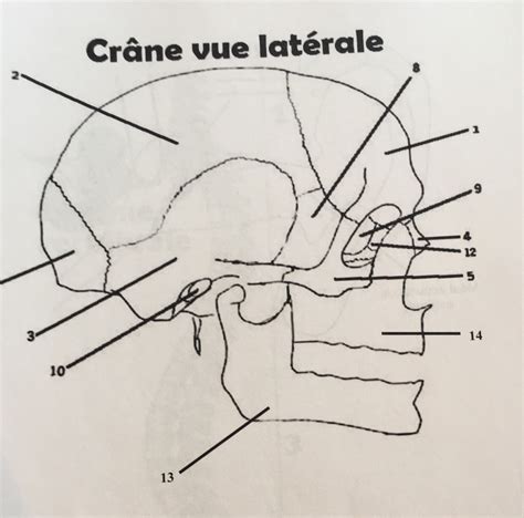 Cr Ne Vue Lat Rale Diagram Quizlet