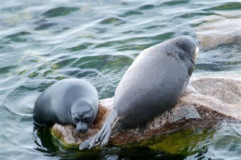 Foca Baikal O Nerpa Endémica Del Lago Baikal Mirando A La Cámara Con