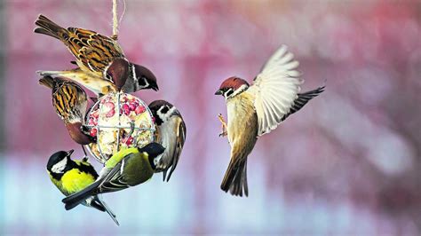 Amsel Meise Und Rotkehlchen V Gel F Ttern Aber Richtig