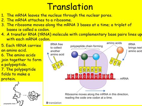 Edexcel SB3 Protein Synthesis Complete Lesson GCSE Biology Teaching