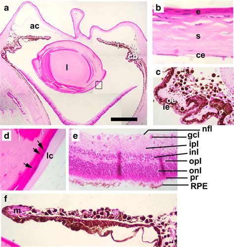 Histology Of Adult Cape Dune Mole Rat Eye A Cross Section Through The