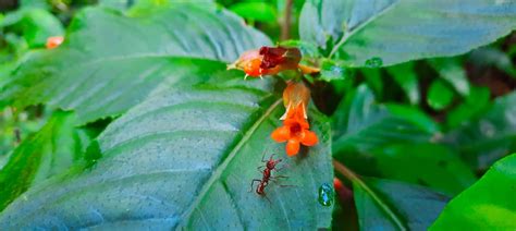 notre fonctionnement association kwata