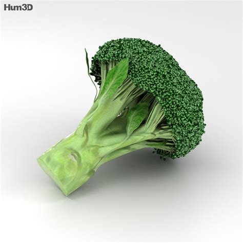 Broccoli 3d Model Food On Hum3d