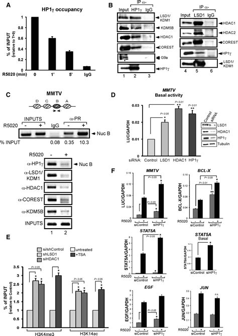 Unliganded Progesterone Receptor Mediated Targeting Of An Rna