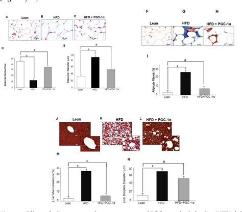 Figure From Adipocyte Specific Expression Of Pgc Promotes Adipocyte