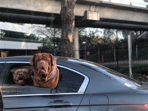 My commute was better than normal today. : r/aww