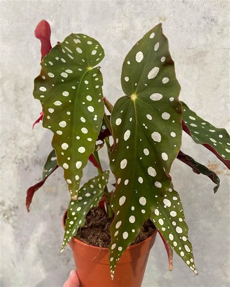 Begonia Maculata Polka Dot Gippsland Indoor Plants