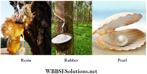 Wbbse Solutions For Class Life Science And Environment Chapter