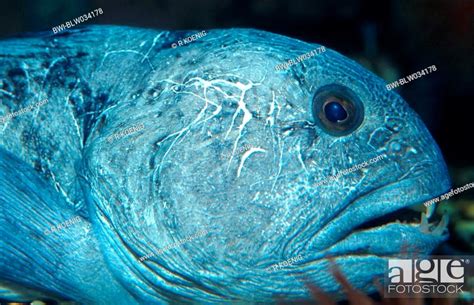 Atlantic Wolffish Wolffish Cat Fish Catfish Anarhichas Lupus Stock