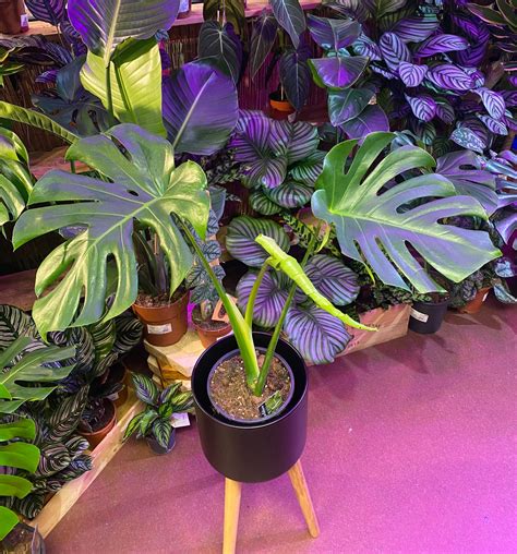 Monstera Pertusum Large Form Swiss Cheese Plant 68cm 150cm Green