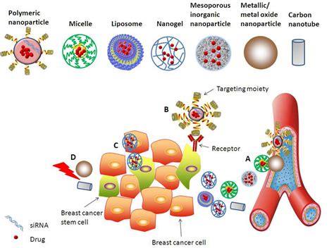 Lymphedema Therapy What Is It: Protein Therapy Nanotechnology Therapy