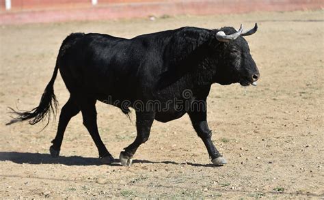 Un Taureau Combattant Aux Grosses Cornes Photo Stock Image Du Bois