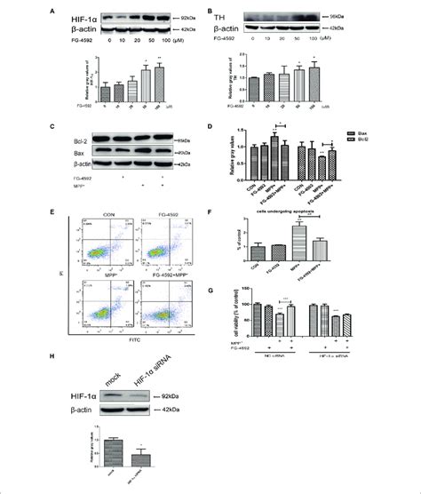 Fg 4592 Increased The Expression Of Hif 1α And Attenuated Mpp Download Scientific Diagram