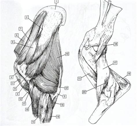 Muscles Of The Elbow Flashcards Quizlet