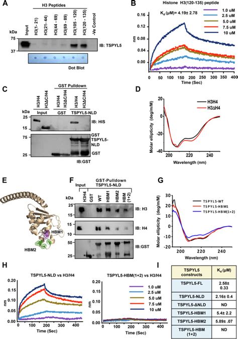 Human Testisspecific Y Encoded Protein Like Protein 5 Is A Histone H3