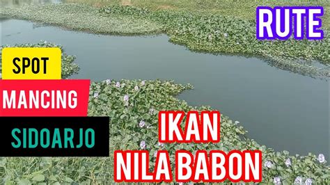 Spot Mancing Sidoarjo Rute Spot Mancing Ikan Nila Babon YouTube