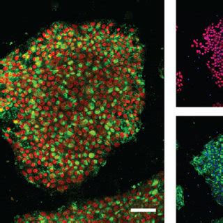 Derivation And Characterization Of Ipscs From Human Mgcs A B