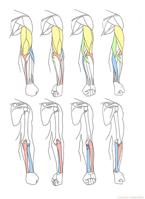 ボードAnatomy musclesのピン