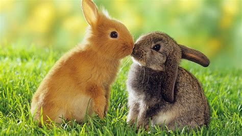 Bunnys Cute Rabbit Bunny Kiss HD Wallpaper Peakpx