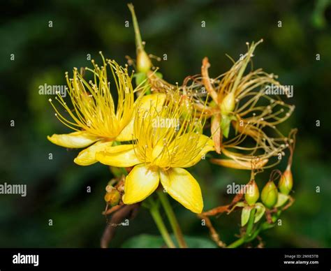 Hypericum perforatum también conocido como hierba de San Juan que