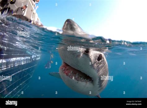 A Great White Shark Passes A Shark Cage And Is In A Very Curious Mood