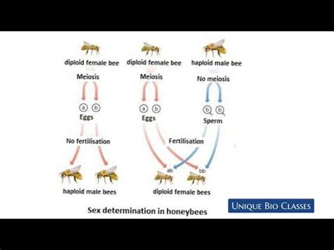 Haplo Diploid Sex Determination Or Sex Determination In Honey Bee Youtube