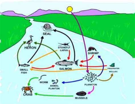 Detail Gambar Ekosistem Sungai Ekosistem Koleksi Nomer 4