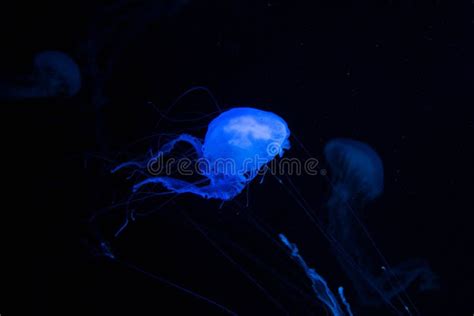 Beautiful Jellyfish Sea Wasp Stock Image - Image of swimming, wild ...