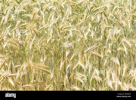 Wheat field close up Stock Photo - Alamy