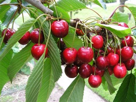 Cherry Fruit Cultivation Information Guide | Agri Farming