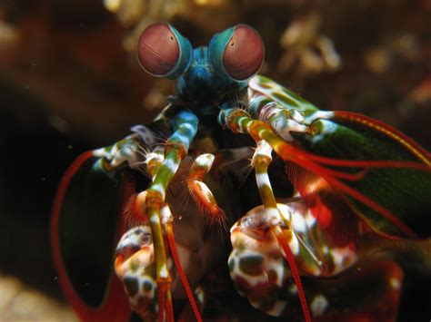 Mantis Shrimp Wallpapers Top Free Mantis Shrimp Backgrounds