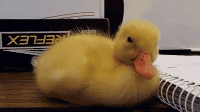 Must Stay Awake! | Funny As Duck | Funny Pictures