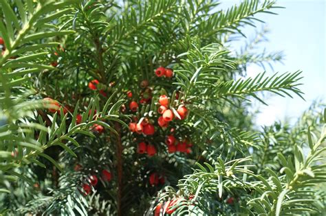 Yew Pruning By Type Plants Clipped Very Tightly Tend To Experience