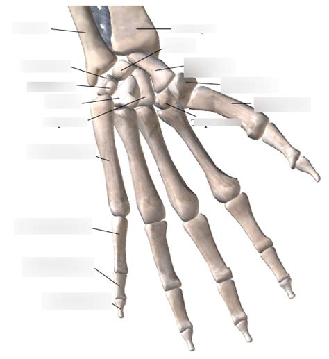 Diagram: Bones of the Hand Diagram | Quizlet