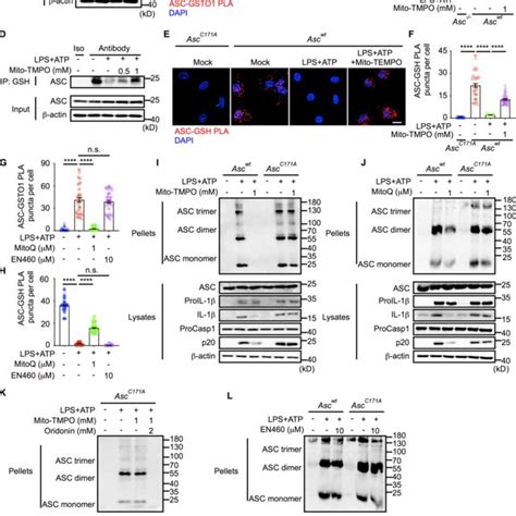 GSTO1 Promotes NLRP3 Inflammasome Activation By Deglutathionylating ASC