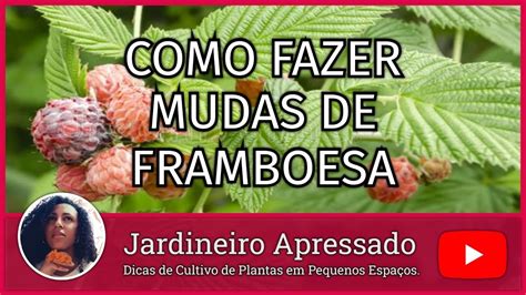 Como Fazer Mudas De Framboesa Youtube