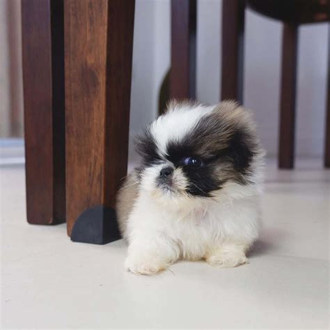 Teacup Pekingese: Appearance, Temperament, Grooming, And More