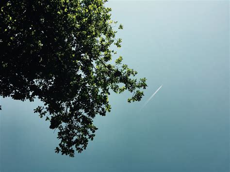 Free Images Tree Nature Grass Branch Light Cloud Sky Sunlight