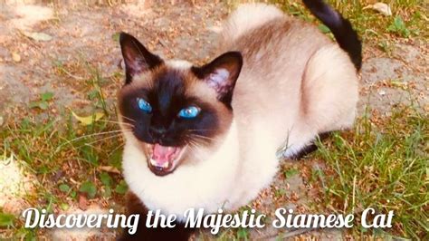 Discovering The Beautiful Siamese Cat The Most Majestic Of All Cats