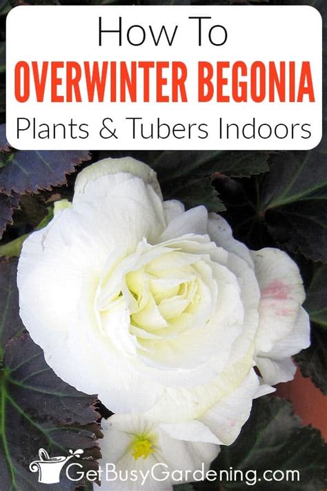 How To Overwinter Begonias Indoors 3 Easy Ways Get Busy Gardening