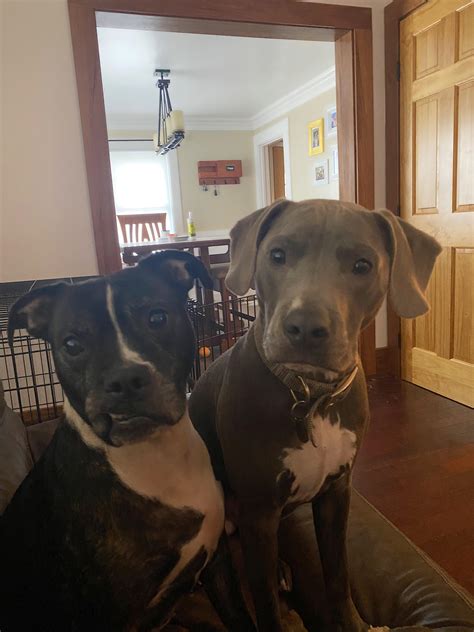 My Two Pitty Babes R Pitbulls