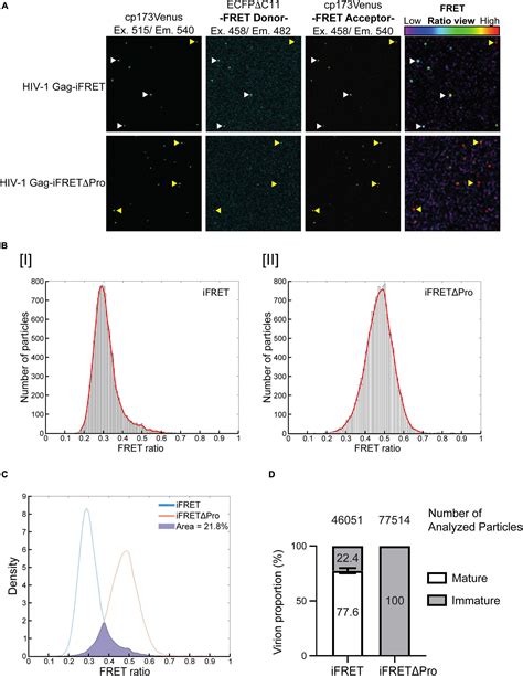 Frontiers Fret Based Detection And Quantification Of Hiv 1 Virion Maturation