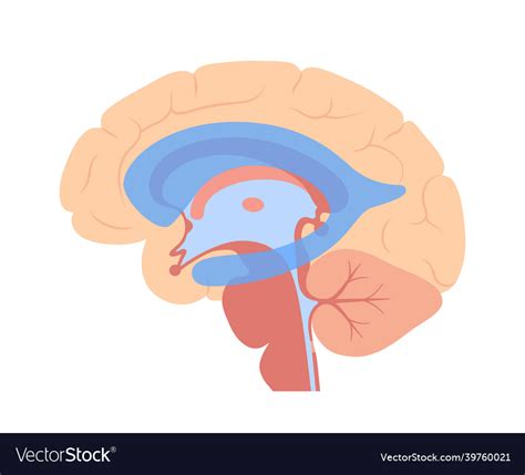 Ventricular system anatomy Royalty Free Vector Image